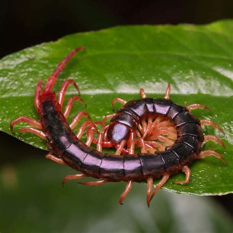 Centipede Spiritual Meaning (The Spiritual Awakening).